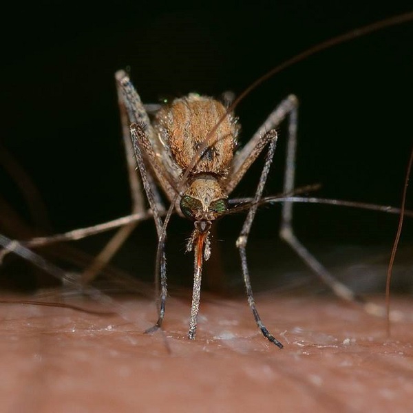 Czym złagodzić ukąszenia komarów?