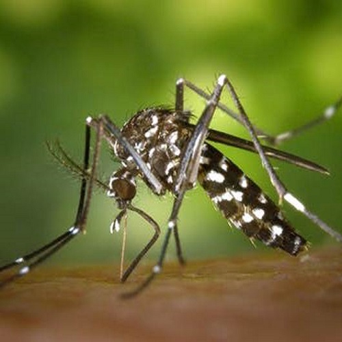 Czy wiesz, że Amol można również stosować na komary?