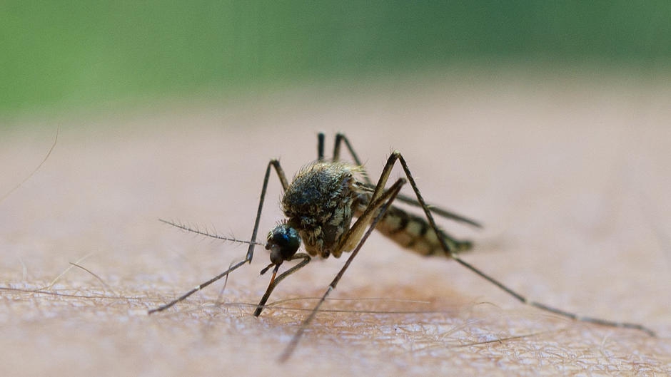 Odczyn alergiczny związany z ukąszeniem komara - czy może być groźny? 