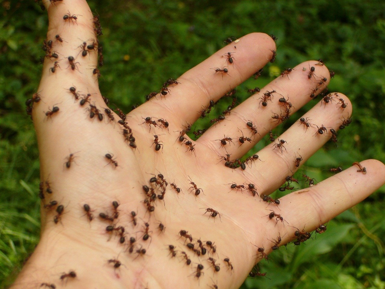 Ukąszenia owadów: rumień, opuchlizna, swędzenie. 10 domowych sposobów na ukąszenie